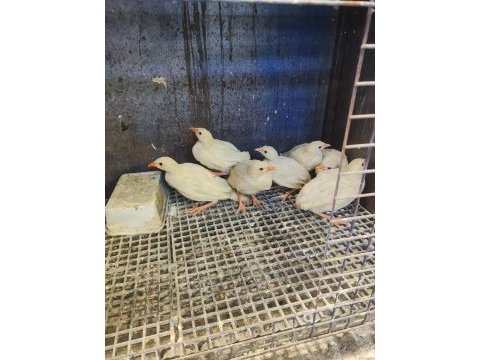 Yetişkin ve palaz kekliklerimiz yuvasını arıyor