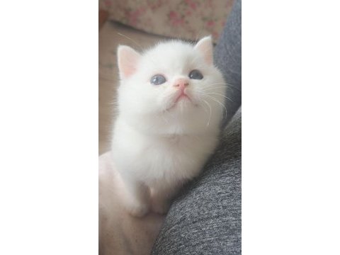 Ayı surat yavru british shorthair