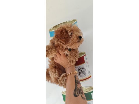 F1 dizayn minyatür maltipoo güzellik