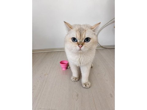 Ciro erkek kedi british shorthair blue golden