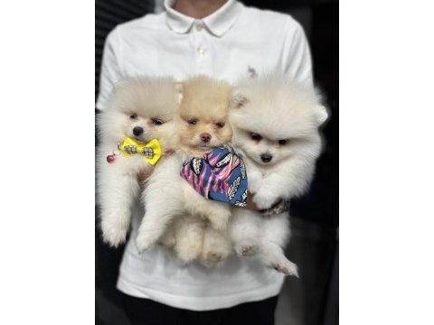 Ziyarete açık pomeranian yavrularımız