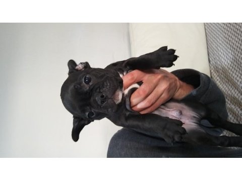 French bulldog yavruları