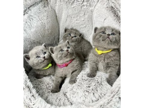 Ayı surat brıtısh shorthair yavrularım 