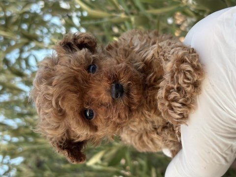 Teacup poodle küçük bir prenses