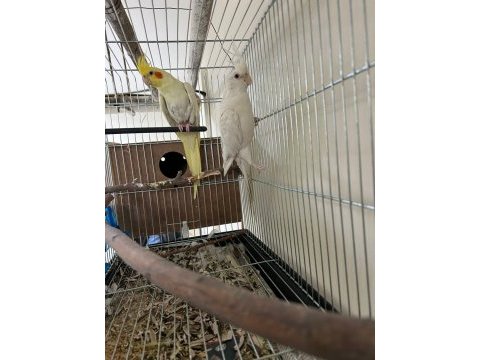 Albino sultan papağanı