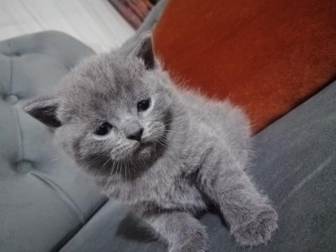 Scottish fold yavru