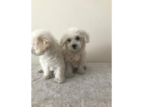 Maltese terrier bebekler