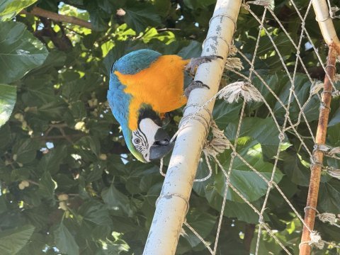 Sahibinden macaw 8 aylık