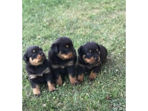 Akkuş üretim çiftliğinden rottweiler yavruları