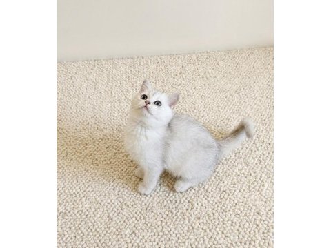 Muhteşem british shorthair silver dişi yavru