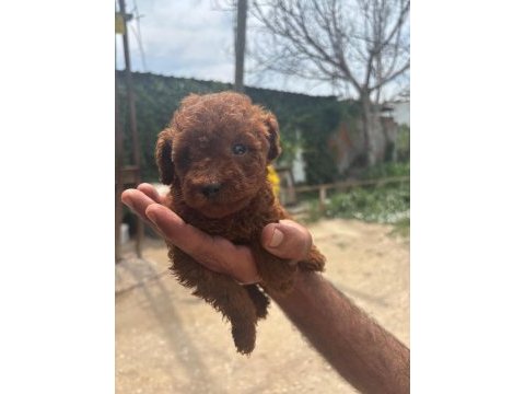 Poodle yavrular