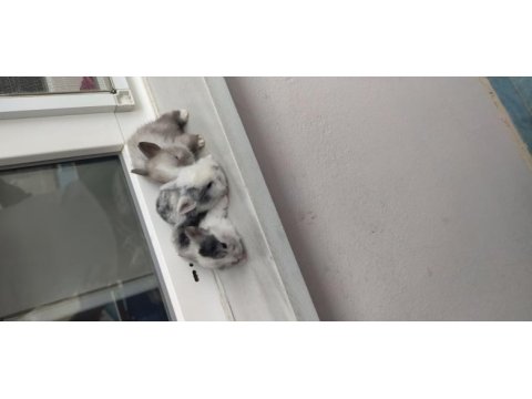 Renk cücesi tavşan