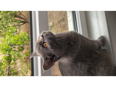Erkek 1 yaş british shorthair