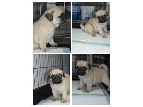 Pug mops yavrular