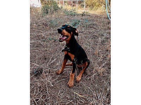 3 aylık saf kan doberman