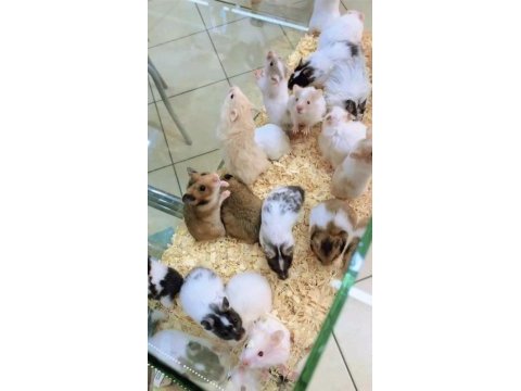 81 ile hamster bizimle görüşmeden karar vermeyin