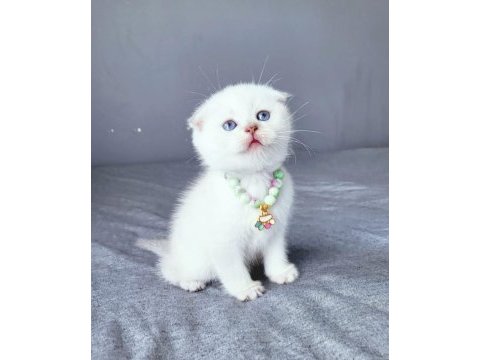 Scottish fold 2 aylık dişi