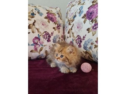 Sun kennels üretim çiftliğinden british shorthair