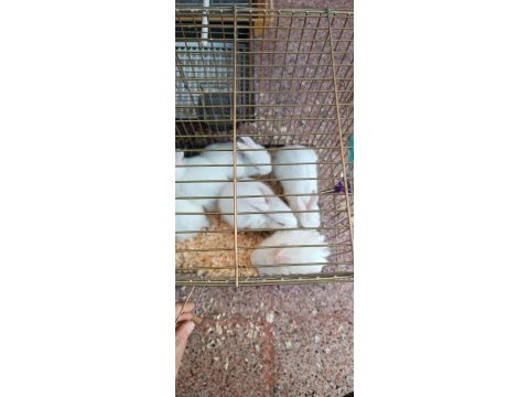 Yeni sütten kesilmiş albino yavru tavşanlar