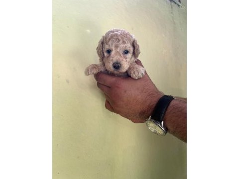 Maltipoo yavrularımızı canlı görerek alabilirsiniz