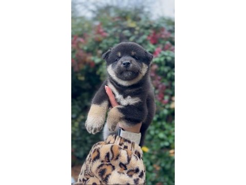 Özel ırk shiba inu bebekler