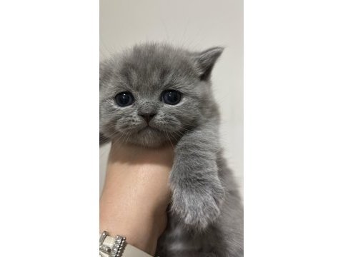 30 günlük safkan a kalite yavru tavşanı rezerveye açık