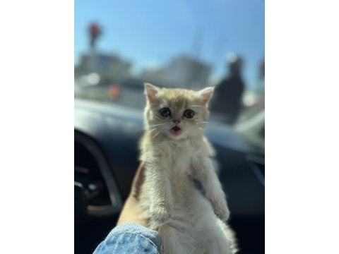 Golden british shorthair dışı yavru