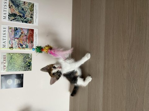 Müjgan kedimizin ömürlük yuvası olun