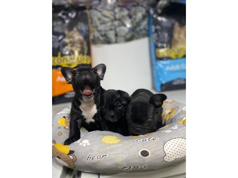 Kalite french bulldog