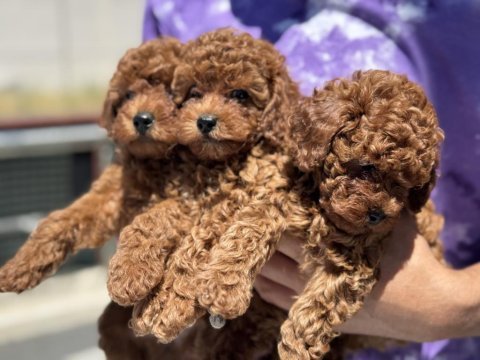Yasal ruhsatlı çiftlikden minyatür poodle