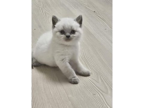 2 aylık cins kediler satılıktır blue point oyuncu kedisi