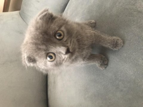 Scottish fold yavrumuz yuvalandırılacaktır