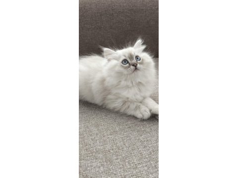 Yün yumağı çok tatlı chinchilla yavrular