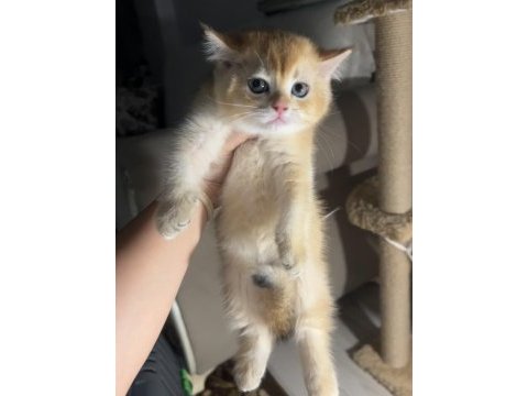 British shorthair ny12 safkan erkek