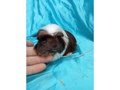 Safkan coronet ginepig yavrularımızı gördünüz mü?