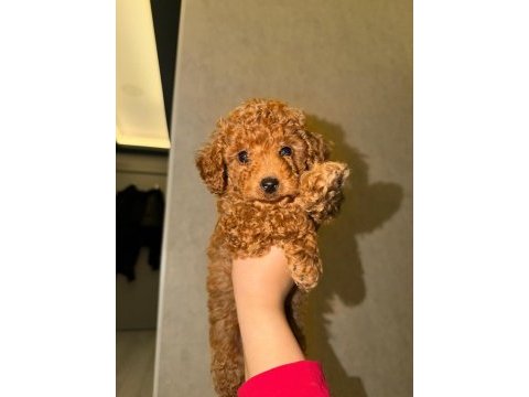 2 aylık toy poodle erkek son yavru