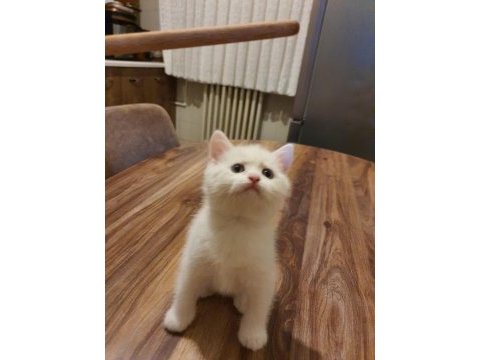Eğitimli british shorthair