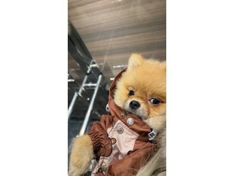 7 aylık aşıları tam kimlikli pomeranian