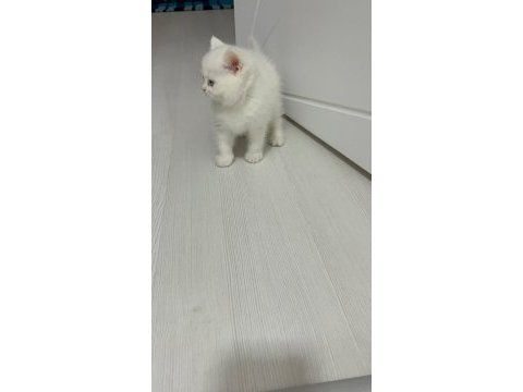 2 aylık british shorthair