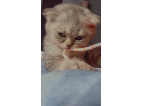 Tuvalet eğitimli scottish fold yavrumuz yeni yuvasını arıyor