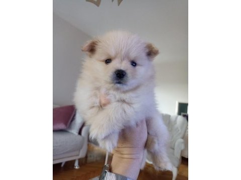 Yavru pomeranian