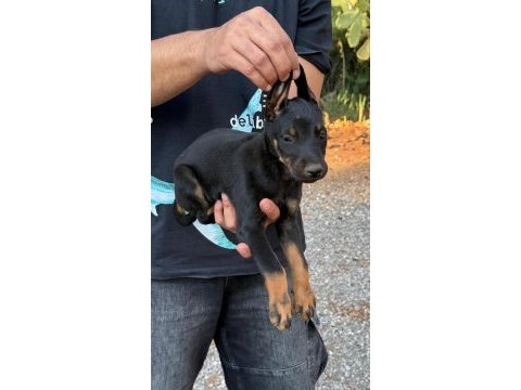 Sağlık ve ırk garantili doberman yavrularımız 