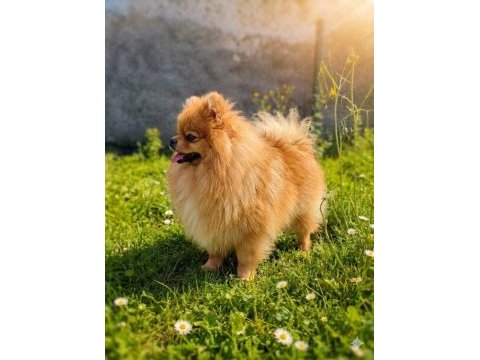 Teddy bear mükemmel anatomi pomeranian boo