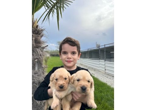 Golden retriever yavrular
