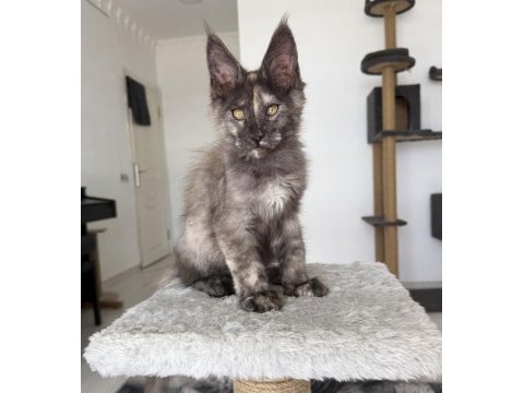 Maine coon dişi black tortie pet şecereli