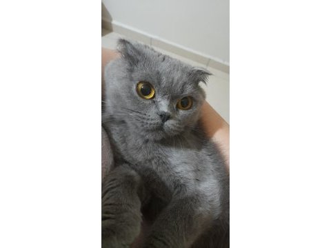 Dişi scottish fold