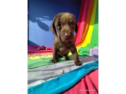 Üreticiden a plus kalite labrador yavrular
