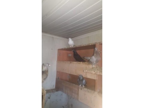 Cins güvencinlerimiz