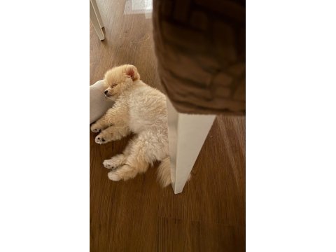Pomeranian boo köpeğimiz