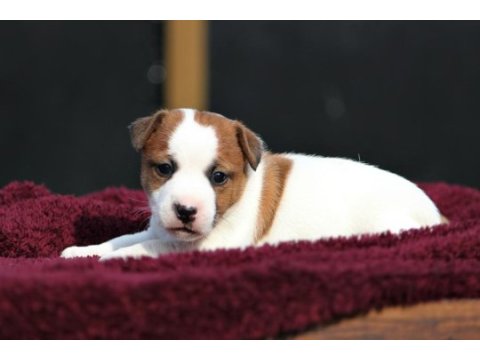 Fcı (kıf) şecereli kısa tüy jack russell yavrularımız